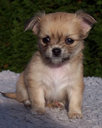 Wieloaspektowe ubezpieczenie dla kota online