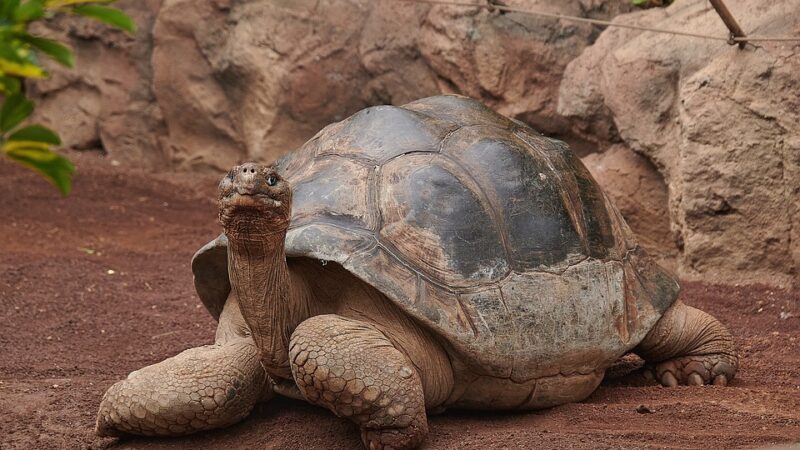 Jak się przygotować do trzymania żółwia w domu